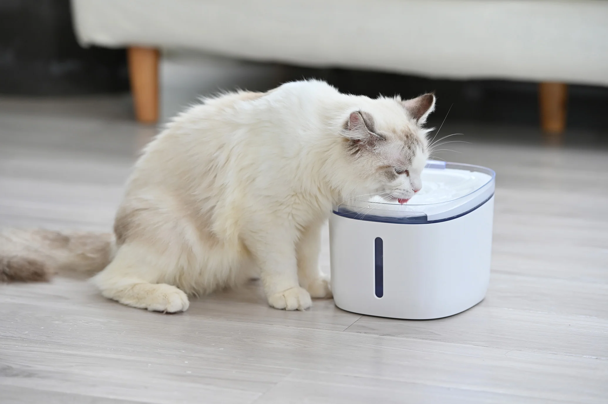 Koľko vody má vypiť mačka/psík denne? Jednoduchá tabuľka a tipy